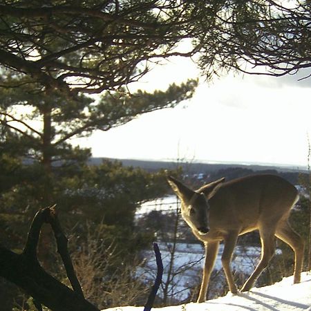Villa Jura Pokoje Goscinne Zarki Exteriör bild