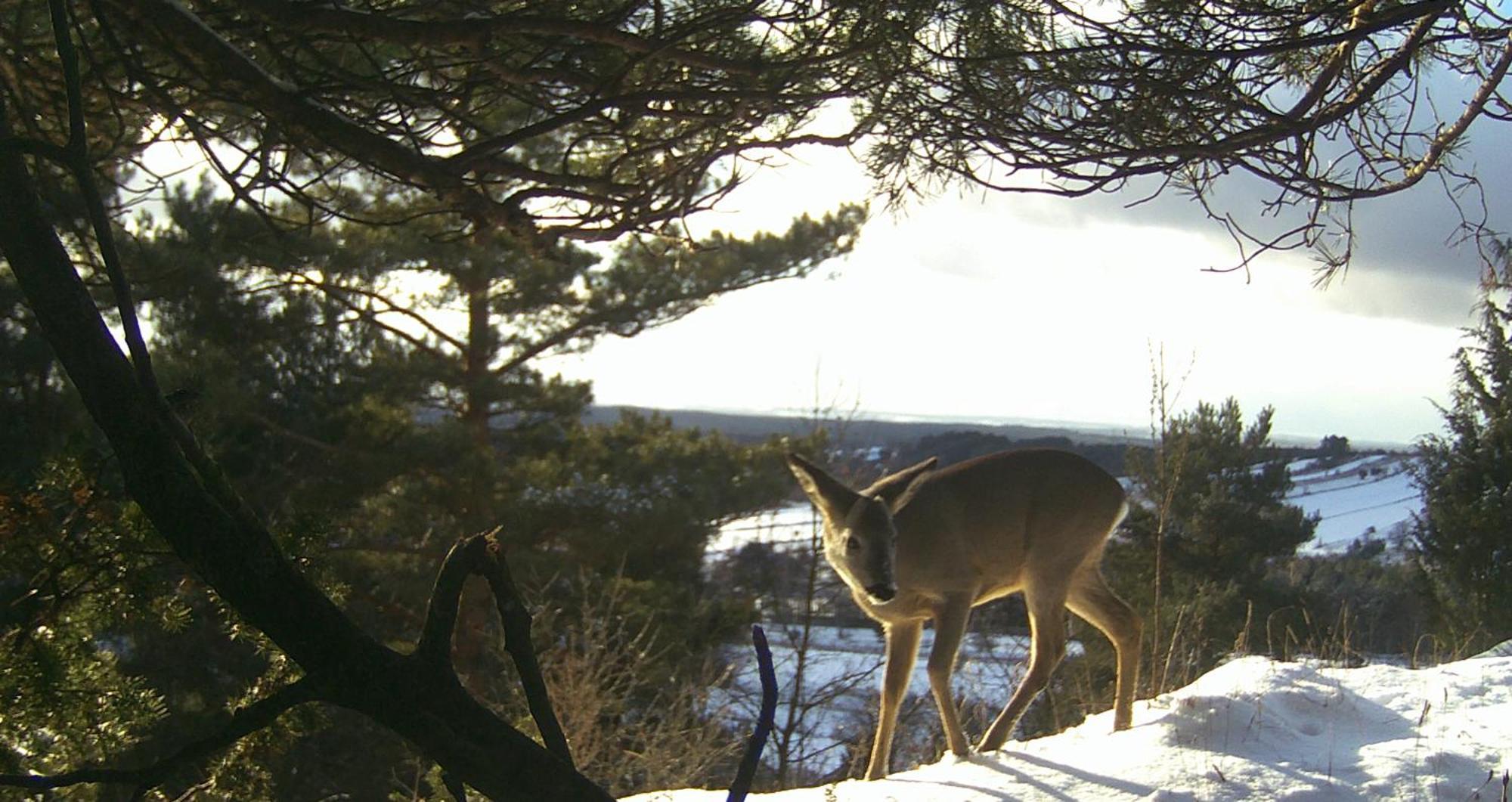 Villa Jura Pokoje Goscinne Zarki Exteriör bild